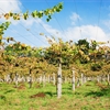 Godello &amp; Mencía in Northwest Spain