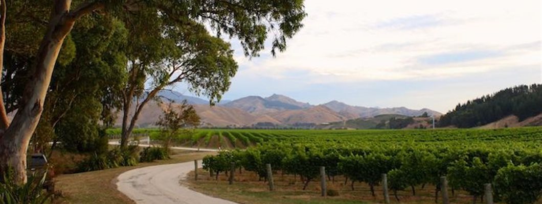 Sauvignon Blanc in the Wild