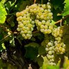 The Case for California Colombard