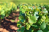 Winemaking