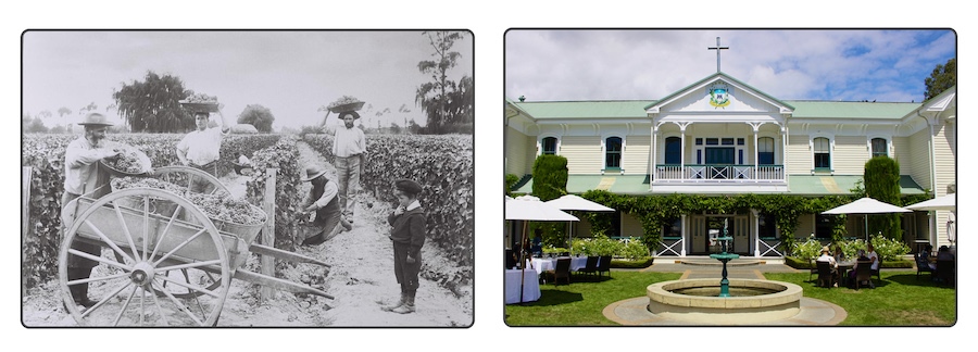 Historic harvest at Mission Estate and the property today