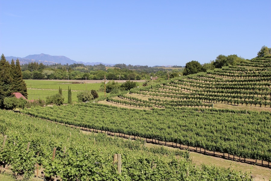 Rafanelli in Dry Creek Valley