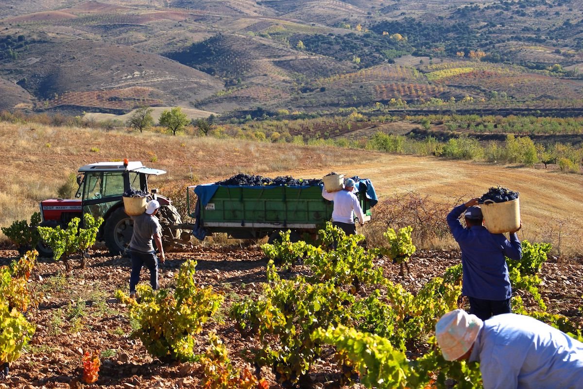 Garnacha harvest in Calatayud