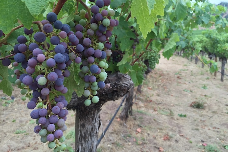 &ldquo;Veraison&rdquo;