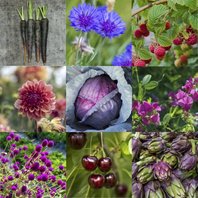 &ldquo;Anthocyanin