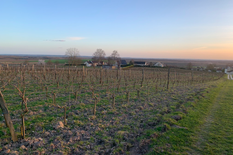 The Br&eacute;z&eacute; vineyard