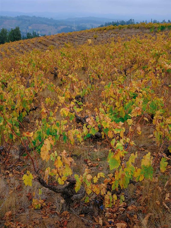 Pa&iacute;s vines in Itata, Chile (Photo credit: Geoff Kruth)