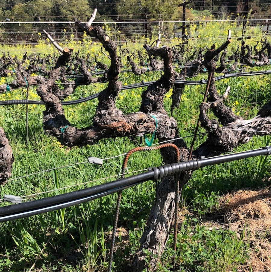 Pruned vine