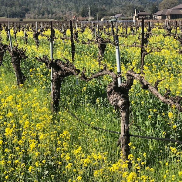 Kronos Vineyard