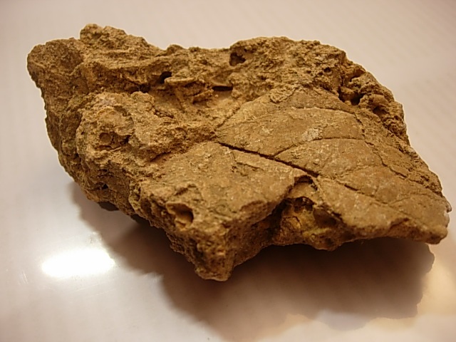 The fossilized imprint of a Vitis sezannensis leaf found at Fleury-la-Rivi&egrave;re (Credit: Toony, Wikimedia Commons, CC-BY-SA-3.0)</em>