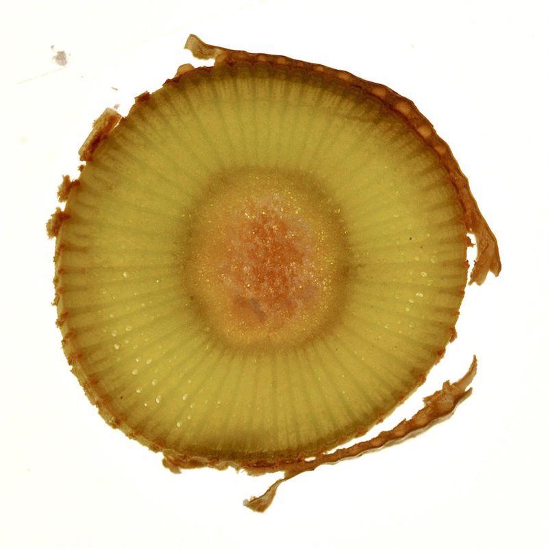 Vine cross section