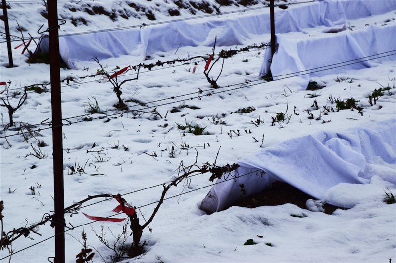 &ldquo;Blankets&rdquo;